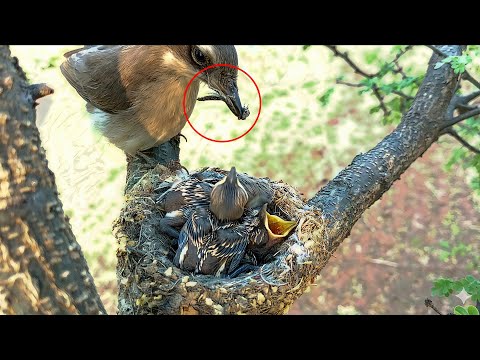 Wood bird feeding dragon flies to her youngs in small beaks!