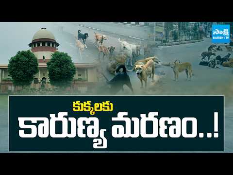 Supreme Court Decision On Street Dogs | New Delhi | Sakshi TV - SAKSHITV