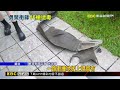 獨家》 土城警匪追逐 警「開16槍」朝窗猛敲逮人@newsebc