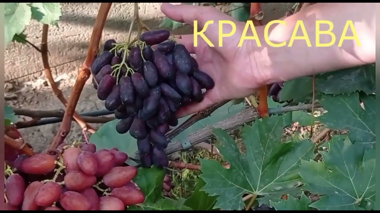 @Красава виноград для Гурманів