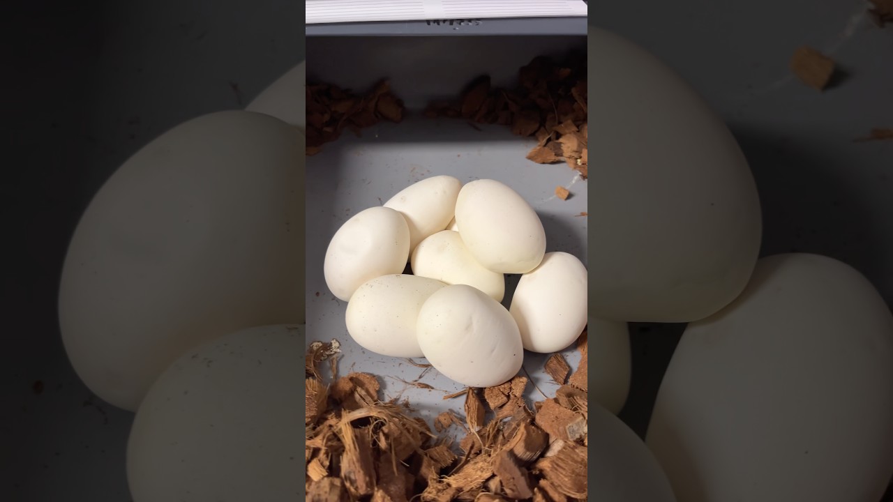 Szok, kolejne jaja pytonów #pytonkrólewski #ballpython #pythonregius #python #hodowlawęży #jaja