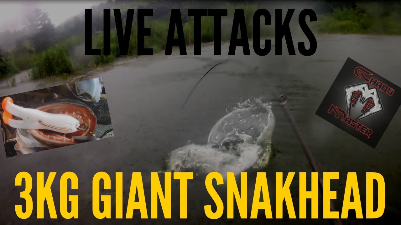 3kg Giant Snakehead \ Live Attacks \ Top Water Frog