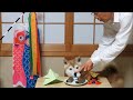 こどもの日を楽しむ柴犬まめとちゃめとパパ