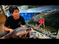 捕獲したニシキゴイを巨大生物達に与えてみた結果…