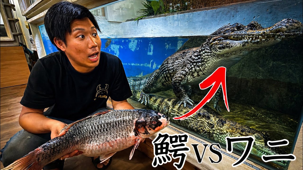 捕獲したニシキゴイを巨大生物達に与えてみた結果…