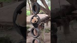 莽辰辰倒挂金钩，厉害哟！#大熊猫莽辰辰