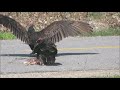 Turkey Vulture Fight