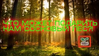 Сосновый лес.Что может подарить нам сосновый лес?!Прогулка.