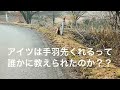 【タヌキ】なんだかタヌキからめちゃくちゃ視線くるのだがw