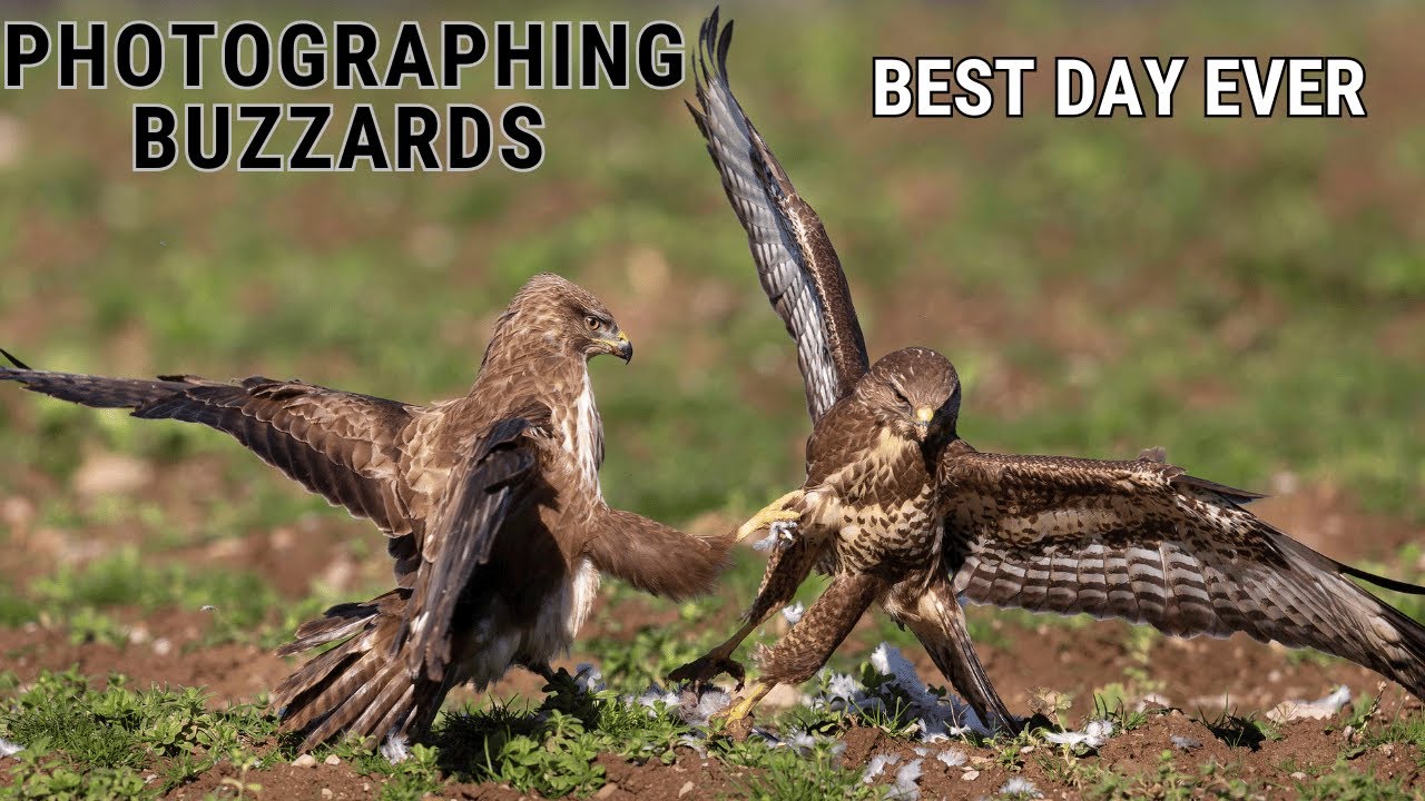 BIRD PHOTOGRAPHY - HOW TO PHOTOGRAPH BUZZARDS & BIRDS OF PREY | From a Hide | Canon Prime Lens 500mm