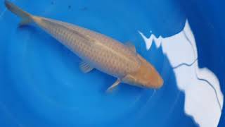 20191221 HQ Chagoi Young Nisai female (Sold)