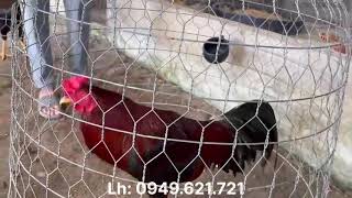 Ngày 102 Thanh Lên Tốp Gà Đẹp Anh Em Xem Lh Nhé