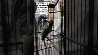 Download Lagu SEREM GILA❗CUCAK IJO KONSLET ON HIPER JAMTROK SADIS,JARANG ADA🔥#cucakijo #kicaumania #shorts MP3