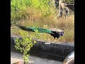 ಹಾರುತಿದೆ ನೋಡಿ ನವಿಲು; Peacock ಅಂಗಳದಿಂದ ಅಂಗಳಕ್ಕೆ ಜಿಗಿದು ಸಾಗುವ Peacock ಇದು ರಾಷ್ಟ್ರ ಪಕ್ಷಿ National Bird