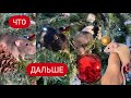 Крысы 🐀🐁|  Покупки 🛍|  Когда же будет подселение