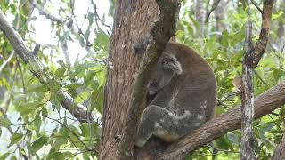 Koala In The Backyard