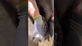 Satisfying Horseshoe Asmr #Farrier #Asmr #Oddlysatisfying #Satisfying #Horse #Shortswithcamilla