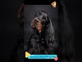 Reward | S2368 #cute #cutedog #dog #cutedog #dogs #cute #shorts #youtubeshorts #tiktok #puppy #pet