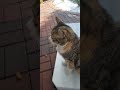 Typisch Katze 😸 😂👍🕊🍀🐼 Lounge Kestel bei Alanya Türkei 🇹🇷 Donnerstag, 21. Mai 2026