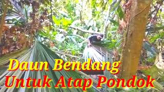 Daun Bendang Dijadikan Atap Pondok