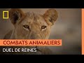 Violent combat de lionnes pour une portée de lionceaux