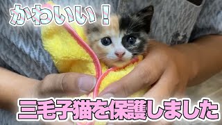 迷子になって鳴いていた三毛猫の子猫を保護しました【We rescued a kitten】