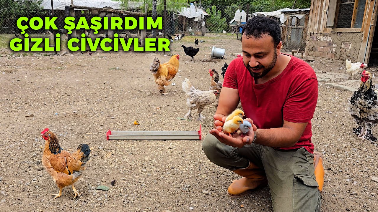 🐔 Vazgeçmiştim Ama Sürpriz Oldu! 😱 - Dadaş Ko Tavuklarımız Gizlice Civciv Çıkarmış 🐥- Gezen Tavuklar