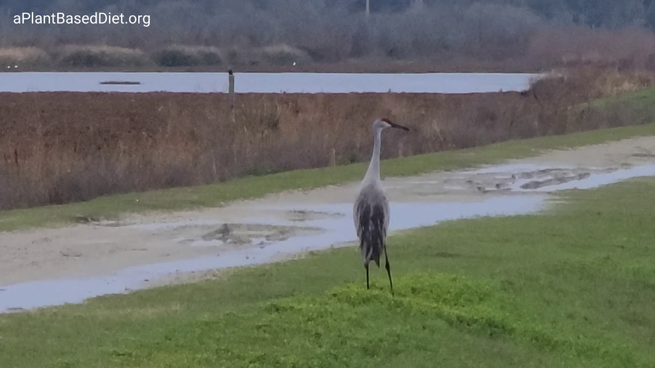 Sweetwater Wetlands Park in 4K | Gainesville, Florida