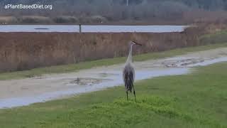 Sweetwater Wetlands Park in 4K Gainesville Florida