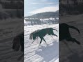 Meet the #Wyoming dog #musher who refused to give up her dream of #racing glory