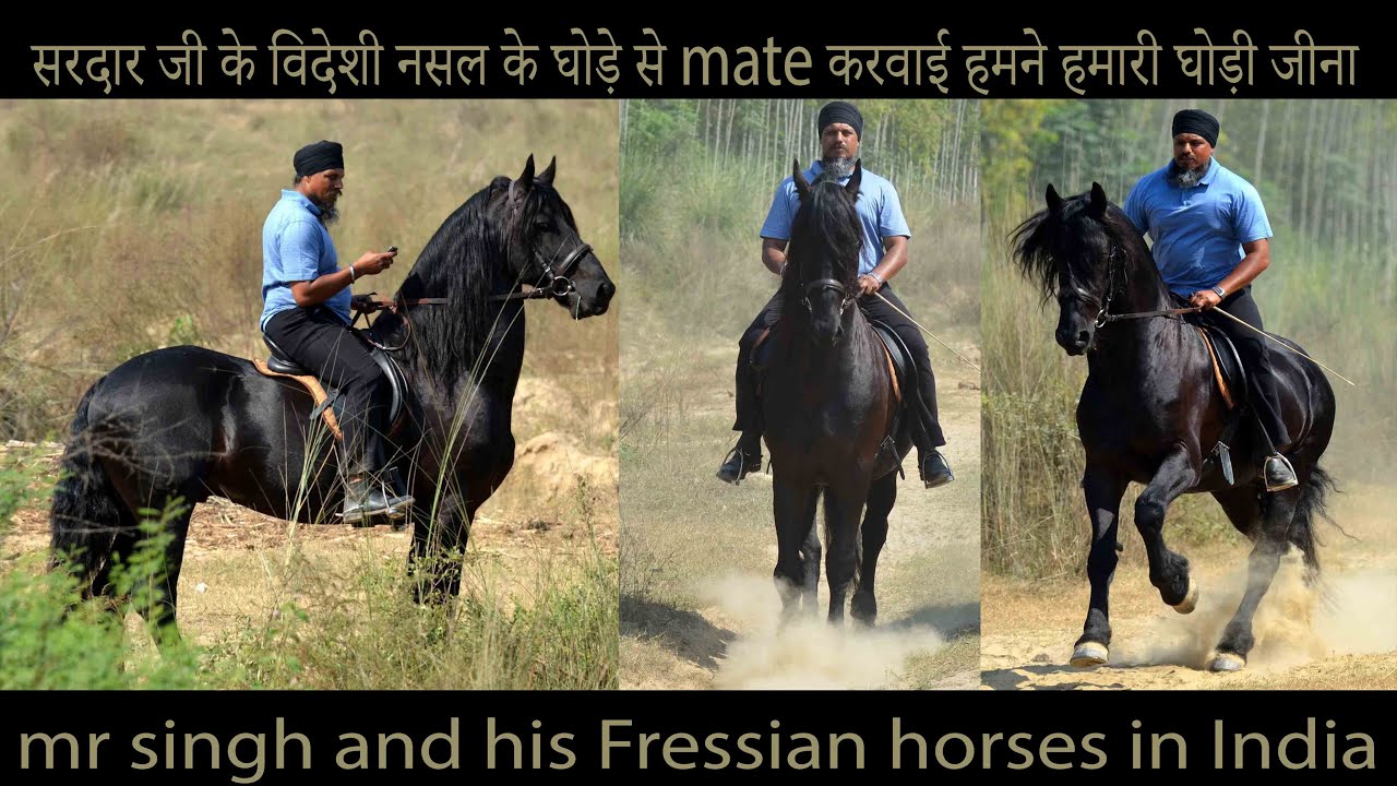 सरदार जी के विदेशी नसल के घोड़े से mate करवाई हमने हमारी घोड़ी जीना