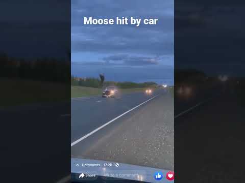 Moose hit by car #crazy #viral #viralvideo #viralshorts