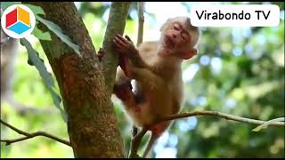 When A Monkey Need To Sleep On The Tree 