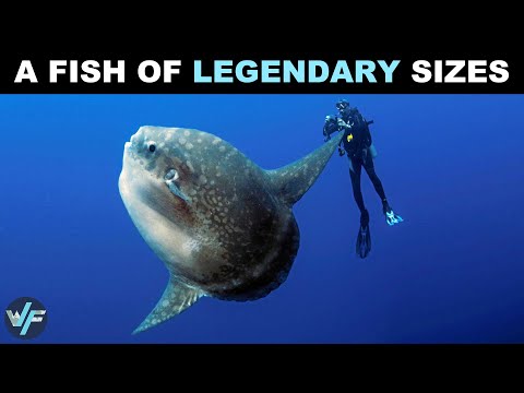 Ocean Sunfish - A FISH OF LEGENDARY SIZES 