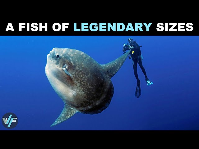 Ocean Sunfish - A FISH OF LEGENDARY SIZES 