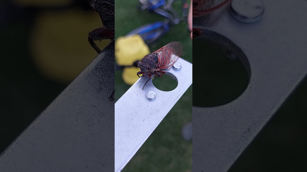 ASMR Жужжащий звук цикады 