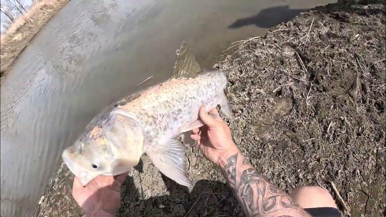 snagging carp (fur shed update) YouTube