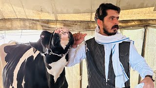 King is back👑Gurwinder Dairy Farm || Subscribe my new channel