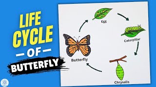 Life Cycle of Butterfly Diagram Drawing | Easy Step by Step