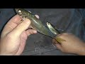Ultimate live bait rigging method for Jewfish Mulloway Kingfish Cobia