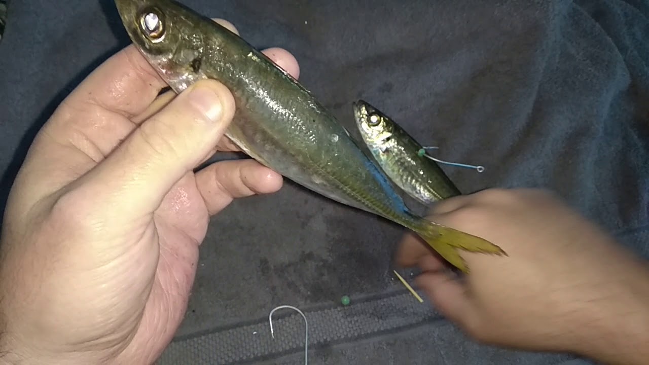 Ultimate live bait rigging method for Jewfish Mulloway Kingfish Cobia 