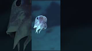 Do You Know About the Cutest Deep-Sea Dweller, the Dumbo Octopus? #viral  #amazingjourney #factsrix