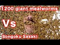 ジャイアントミルワーム1200匹Vs佐々木孫悟空　１０分間で何匹喰えるか！1200 giant mealworms Vs Songoku How many can he eat in 10 min.