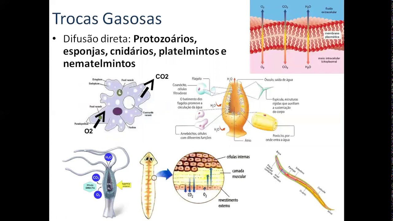 As Trocas Gasosas No Pulmao Humano Em Condicoes Normais Ocorrem