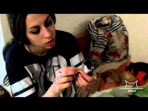 Reports from the shelter რეპორტაჟი თავშესაფრიდან (4 აგვისტო, 2015)