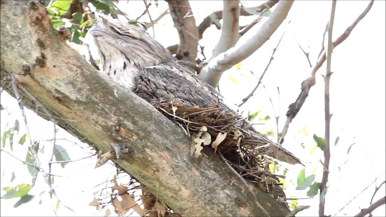 Tawny Frogmouth sitting on nest 