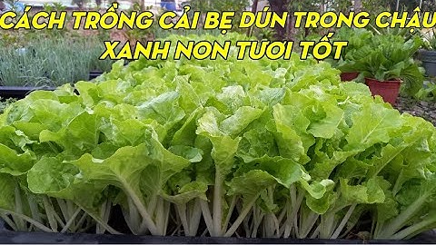Cách Trồng Cải Bẹ Dún Từ Lúc Gieo Hạt Đến Thu Hoạch | Phan Đức #147