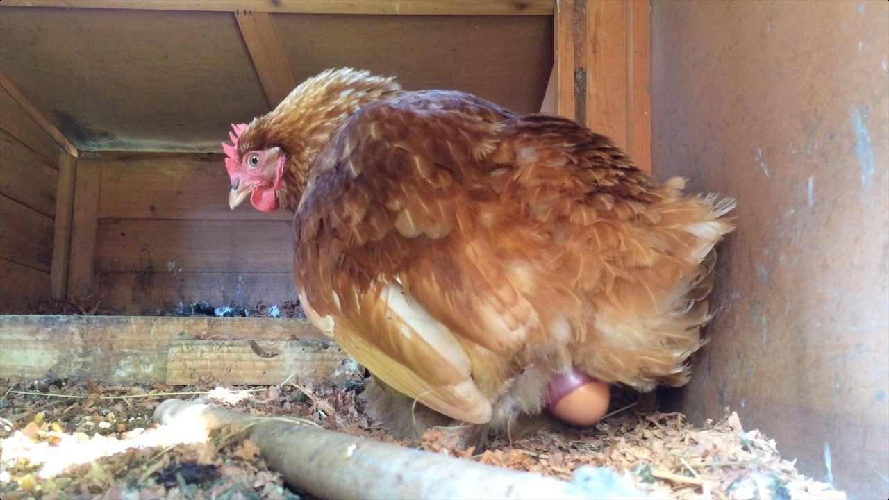 Chicken Laying Egg