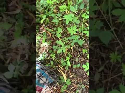 Earthing under willow tree 👣🌴