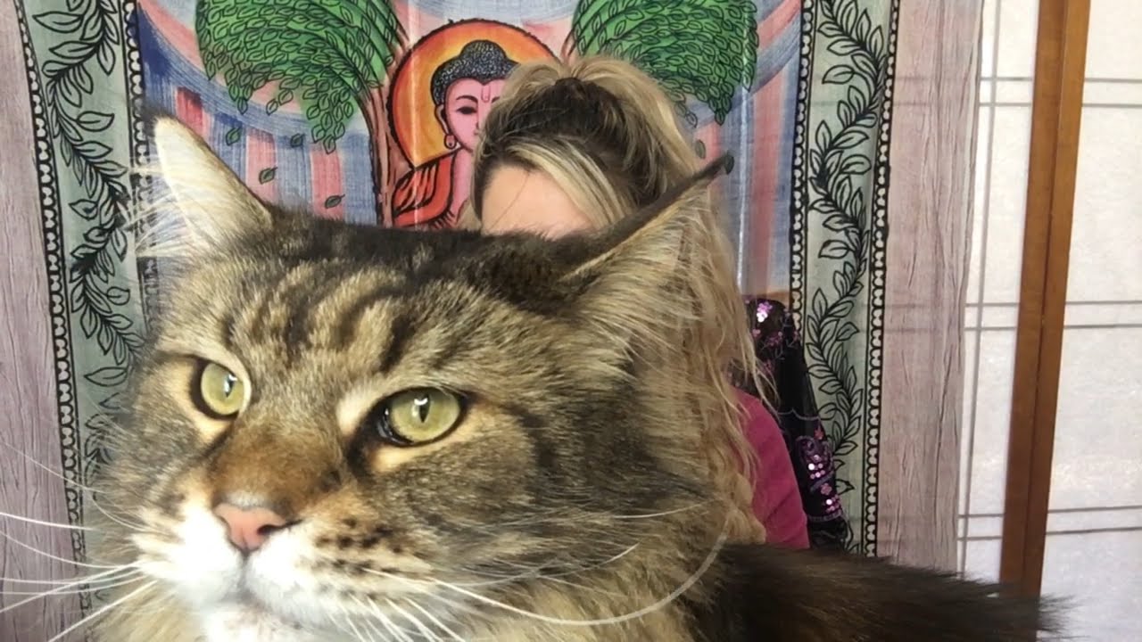 TAURUS MID MARCH 2020 🚨 They Look up to You | TAROT READING